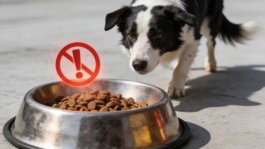 The US Dietary Guidelines Turnaround: We’re Returning to Real Food—What About Our Furry Friends? 🐾