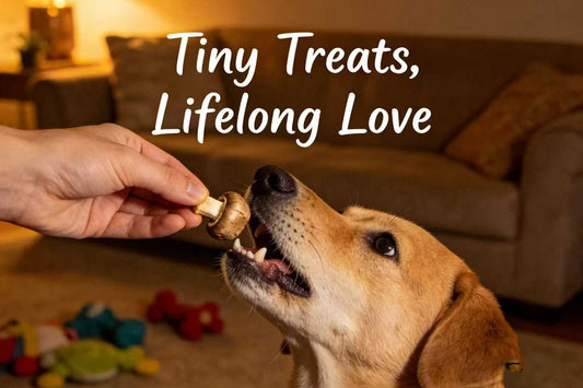 The Hidden Anti-Aging Secret for Dogs in the Market ✨ Ordinary Mushrooms, Longer Companionship