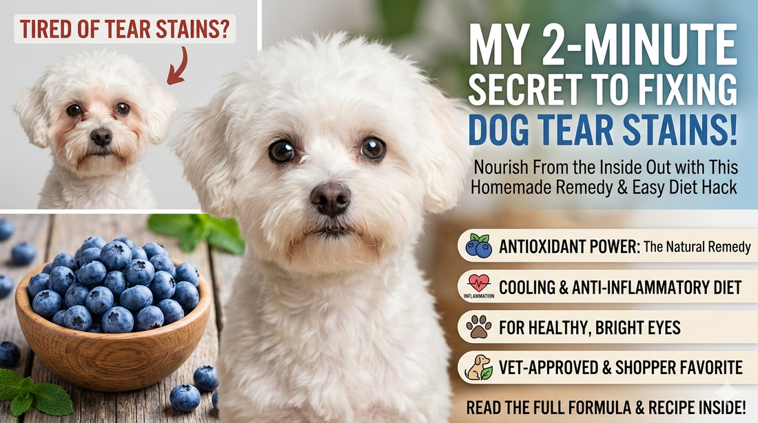 Dog Tear Stain Care: Stop Wiping, Start Healing From the Root 🐶