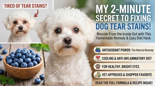 Dog Tear Stain Care: Stop Wiping, Start Healing From the Root 🐶
