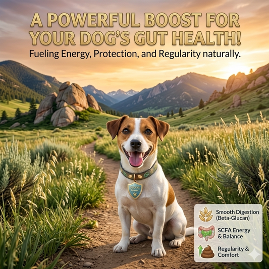 5 Reasons Oats Are a Game-Changer for Your Dog’s Gut Health (Vet-Approved)